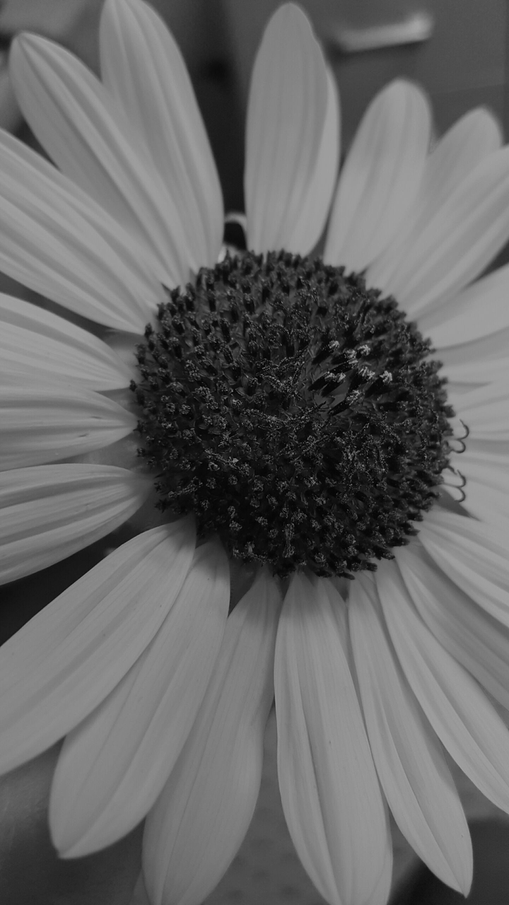 #sunflower