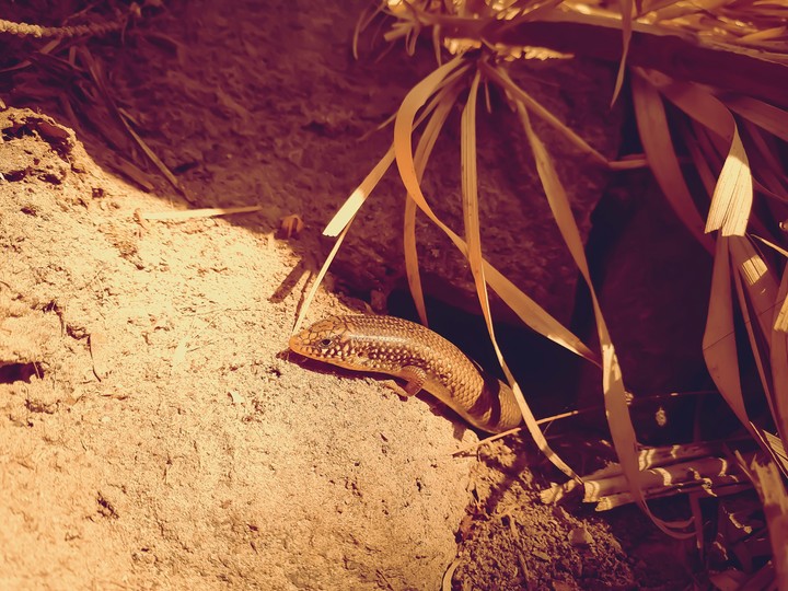Lizard at the home