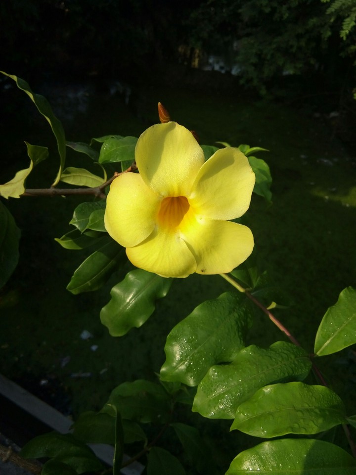 glow in sun rays