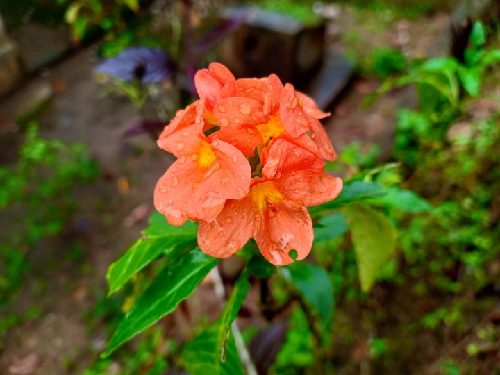 flower