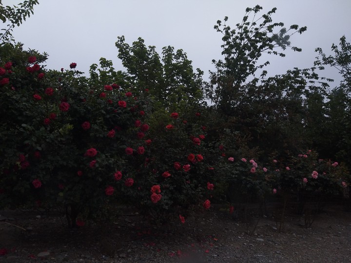 roses.