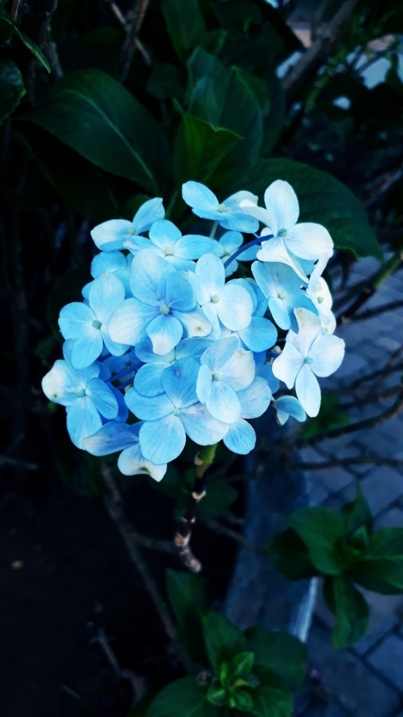 flower wallpaper