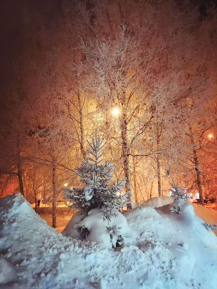 Чудеса в лесу