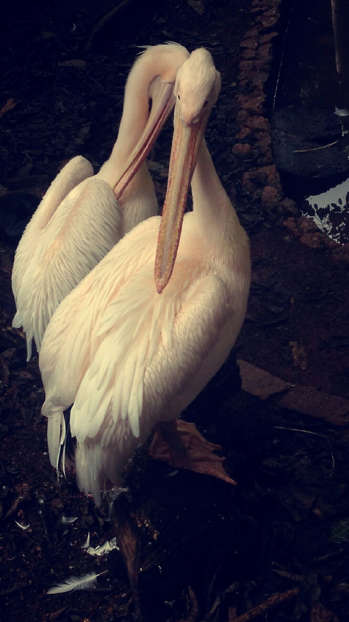 aves