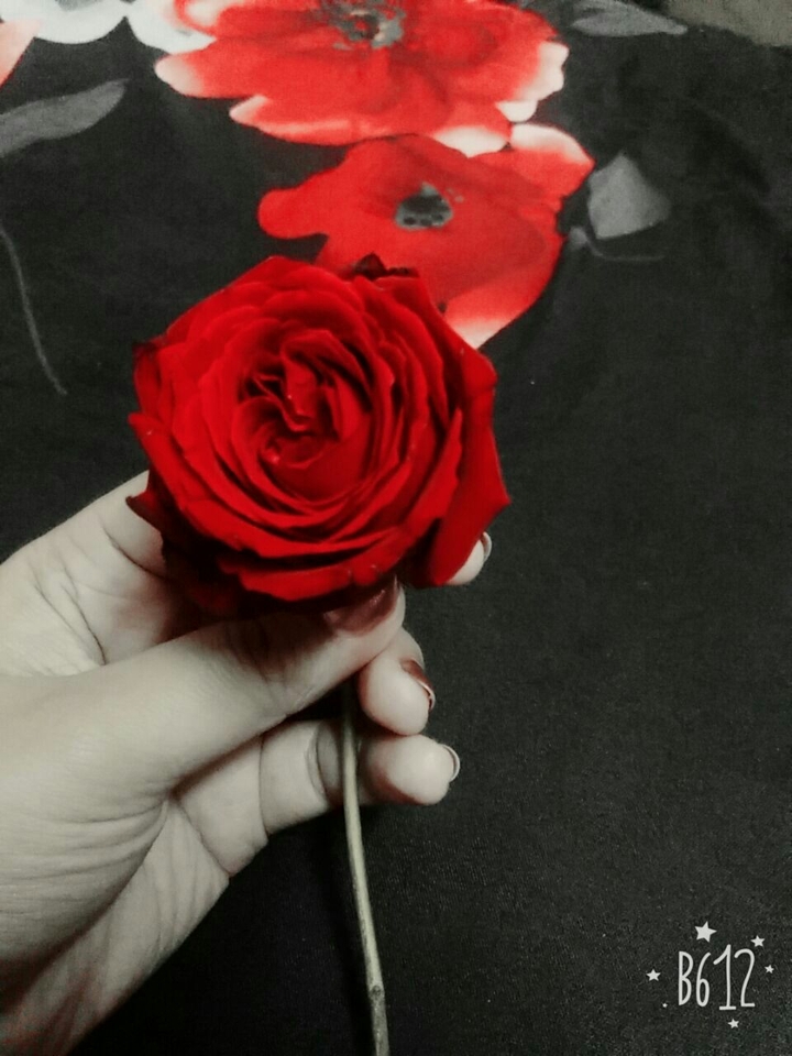 rose