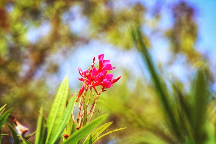 flowers