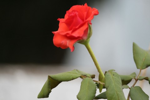 #red rose⚘