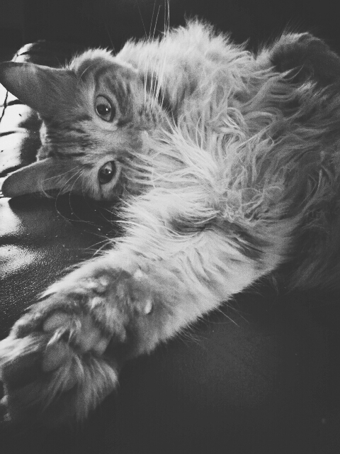 Black and white cat