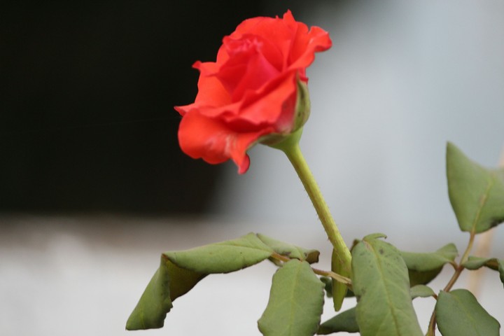 #red rose⚘
