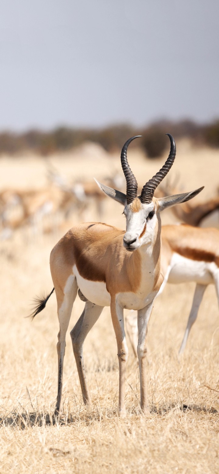 chinkara