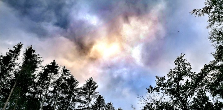 Forest Sky