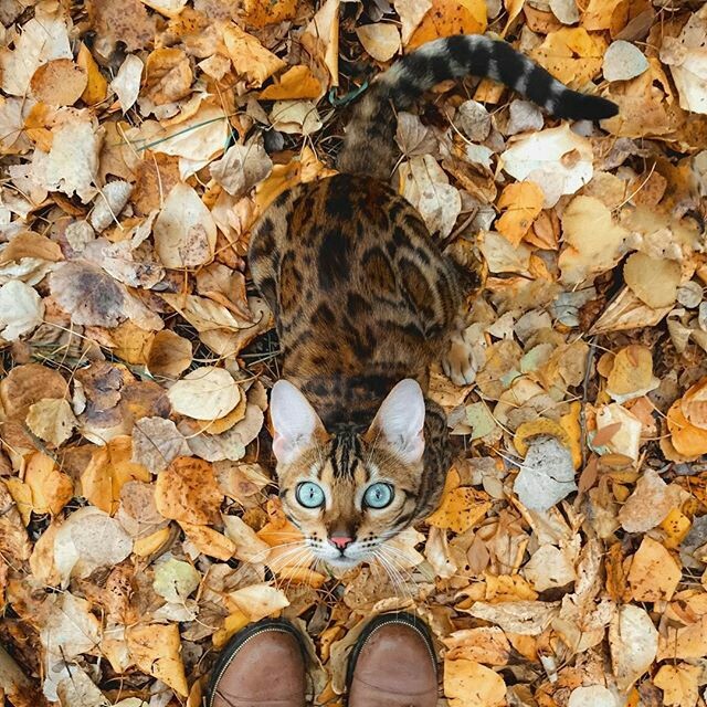 CAT...