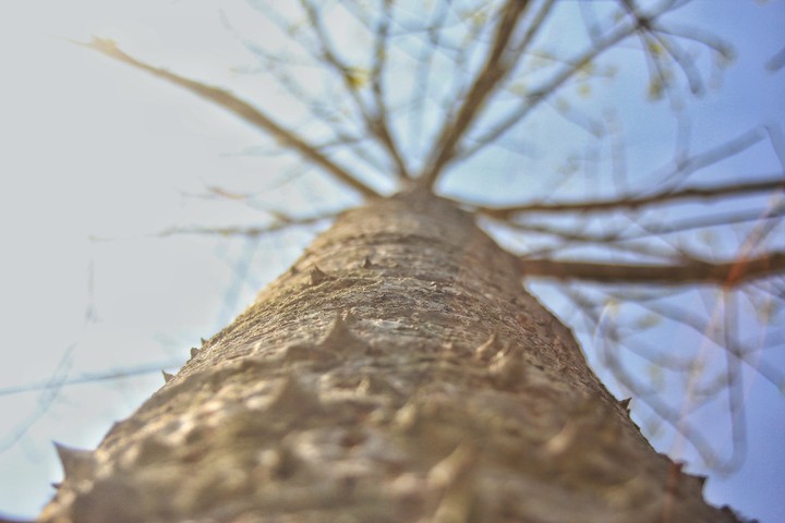 tree
