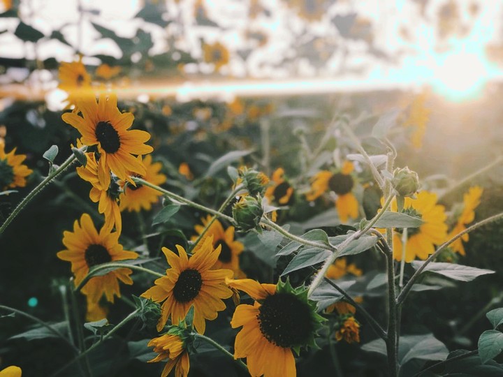 sunflowers