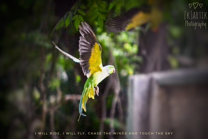 flying away to glory