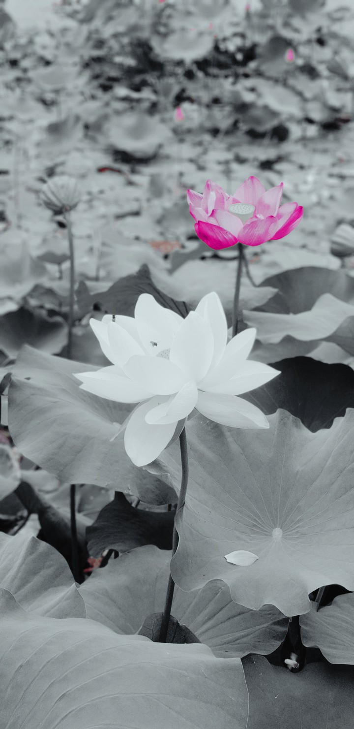 연꽃