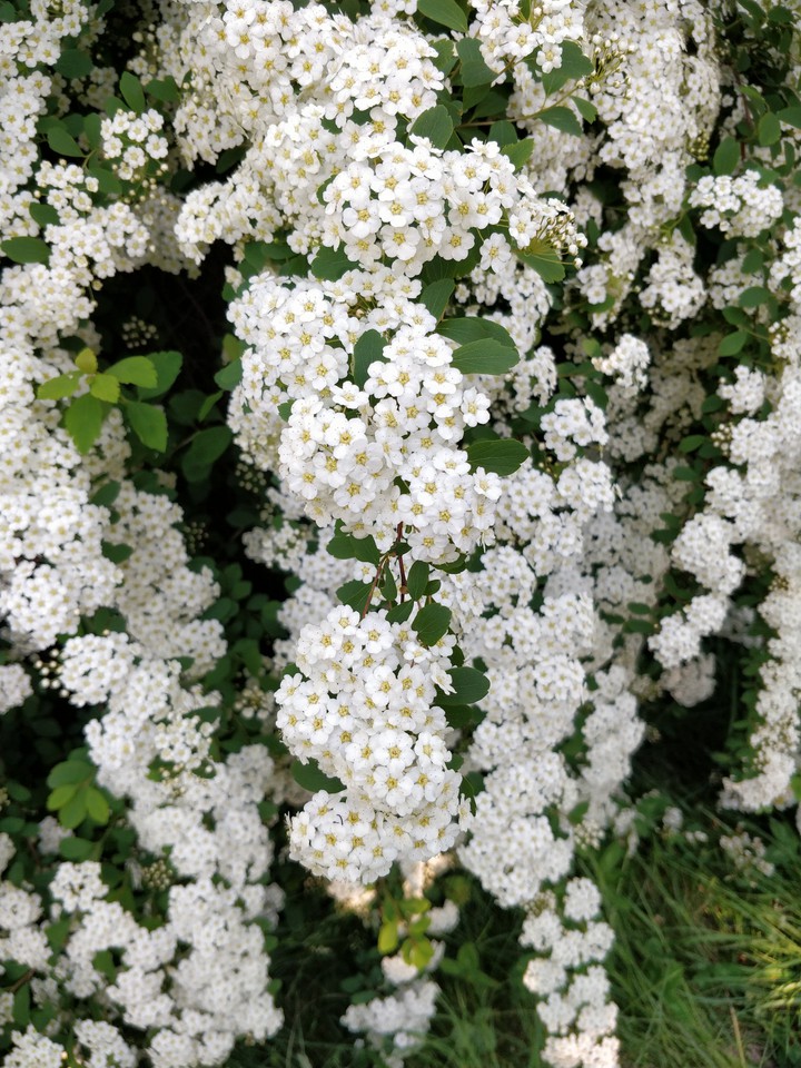beautiful flowers