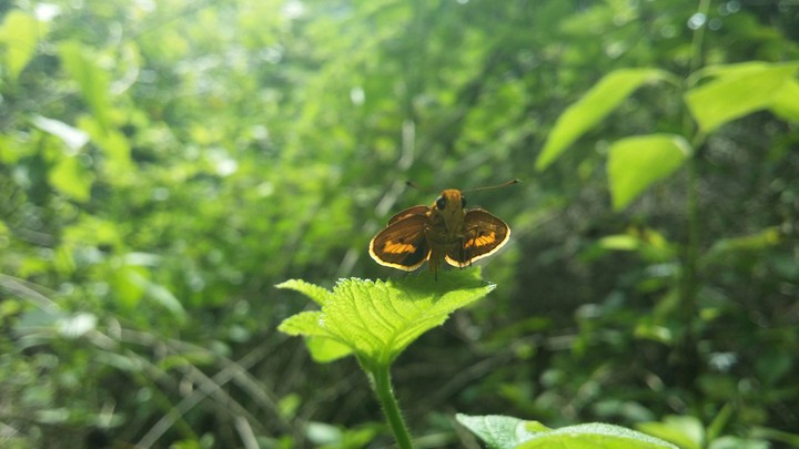 butterfly