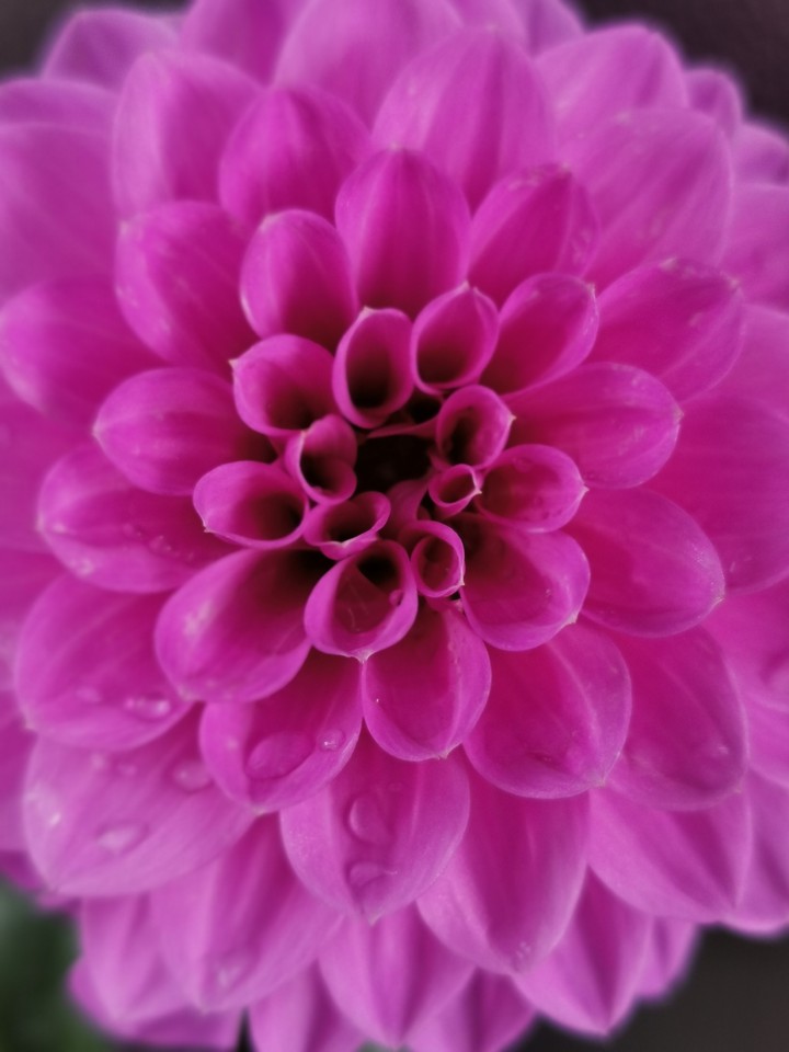 pink flower