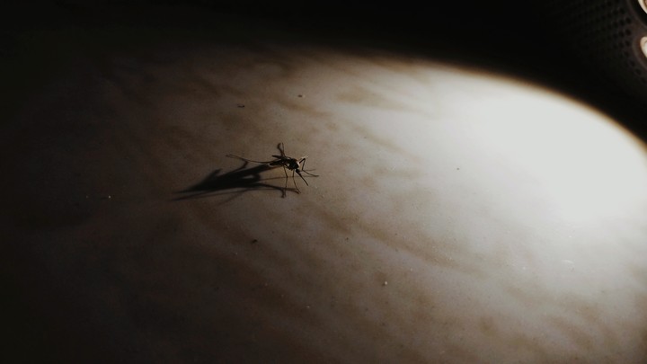 mosquito