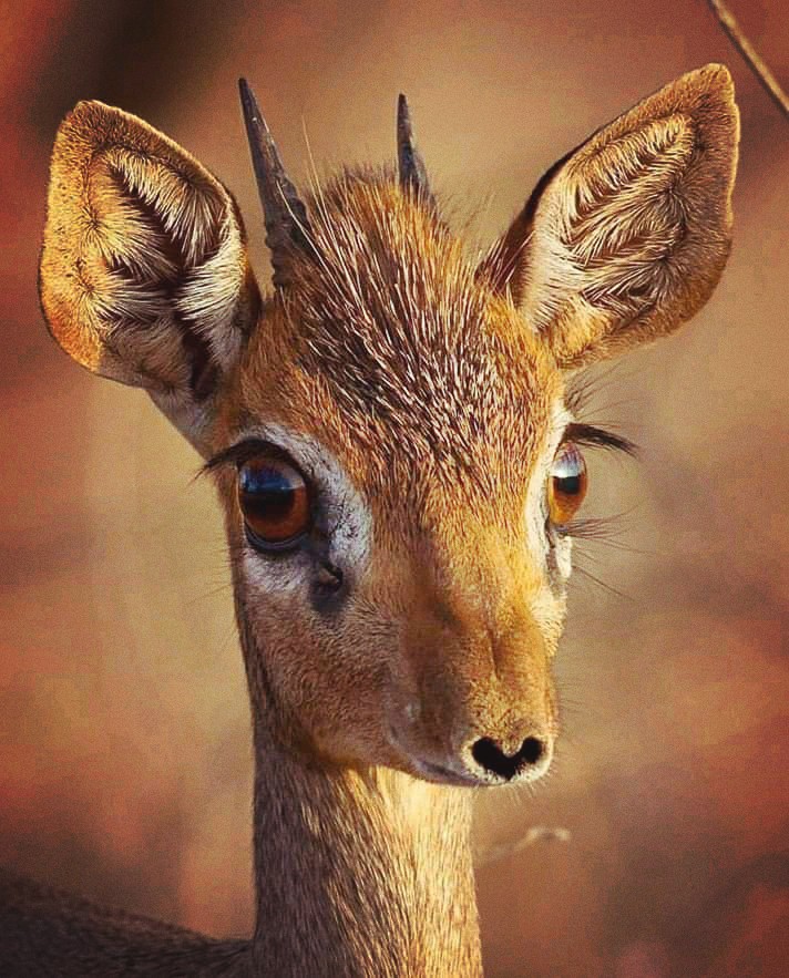 Deer