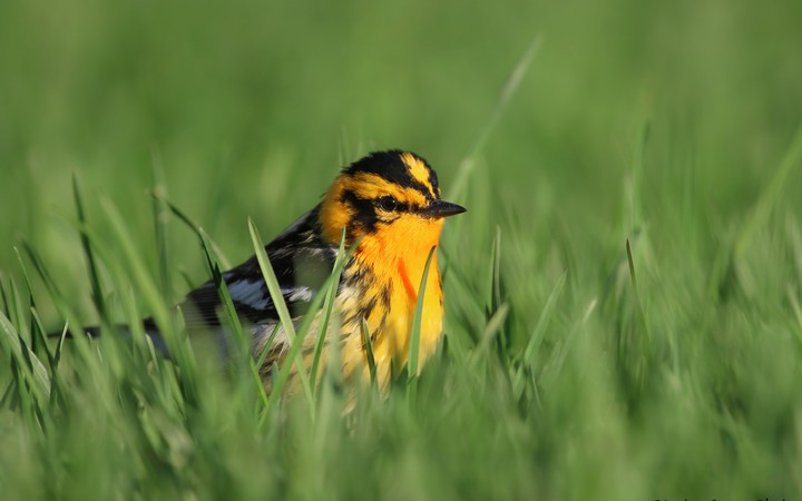 bird.