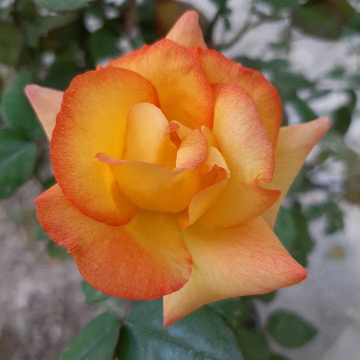 beautiful flower