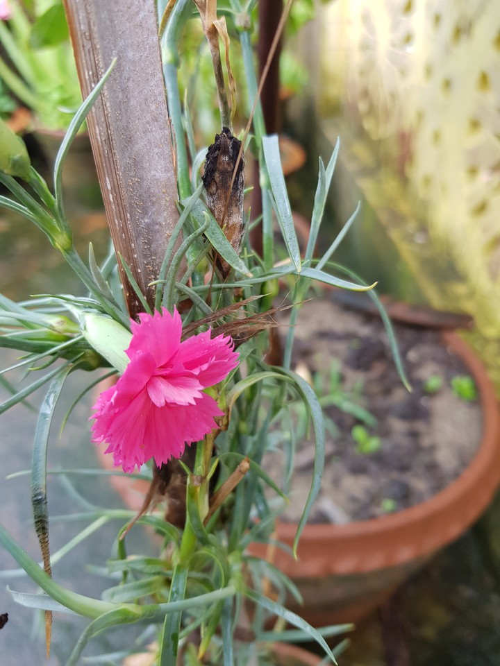 Pink Flower
