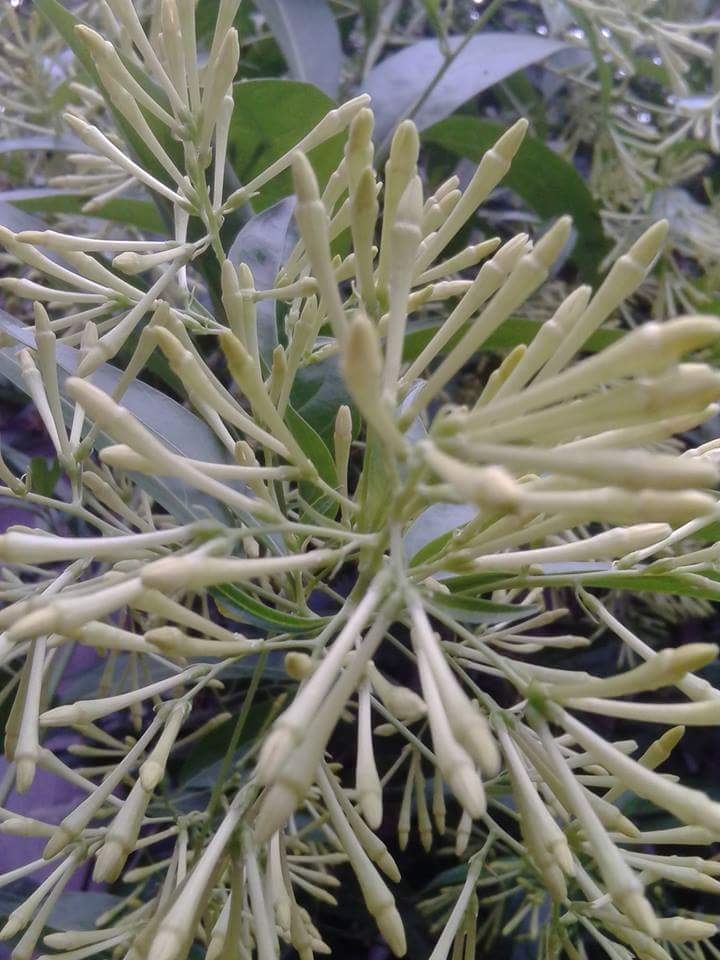 hasnahena