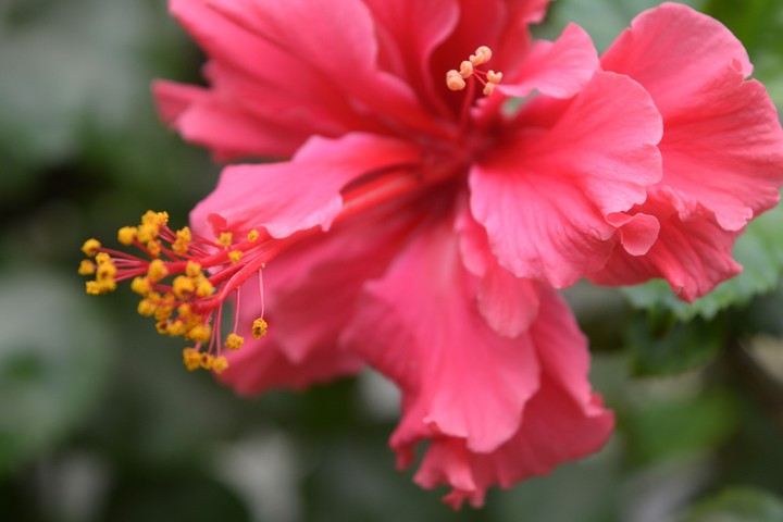 hibiscus
