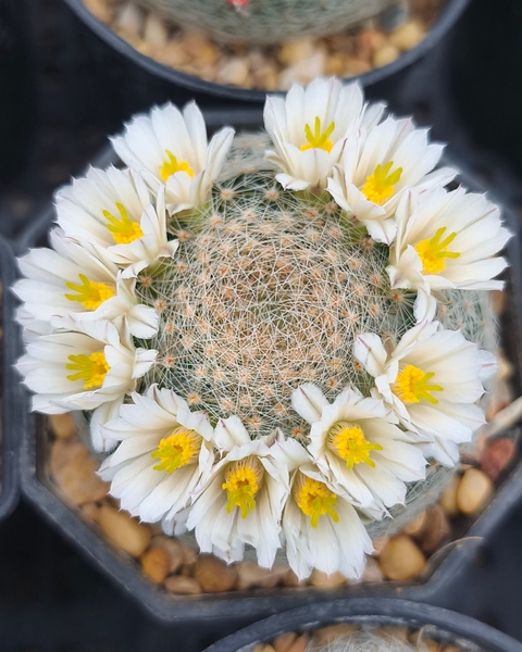 بدون عنوان