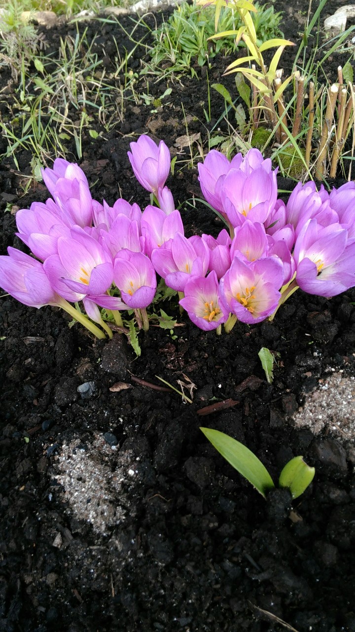 crocus