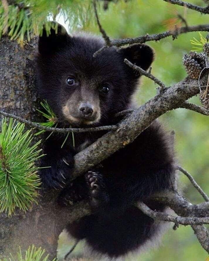 Jr