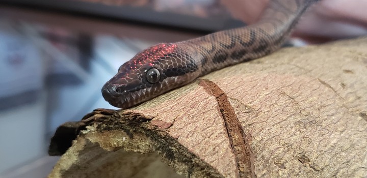 cobra