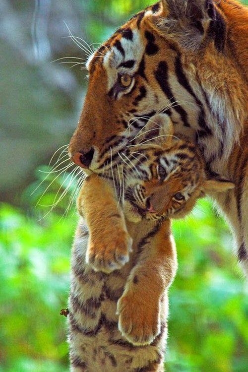 tiger