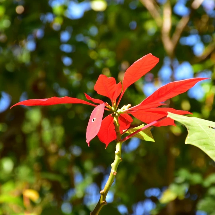 flower alone with leaves in national park