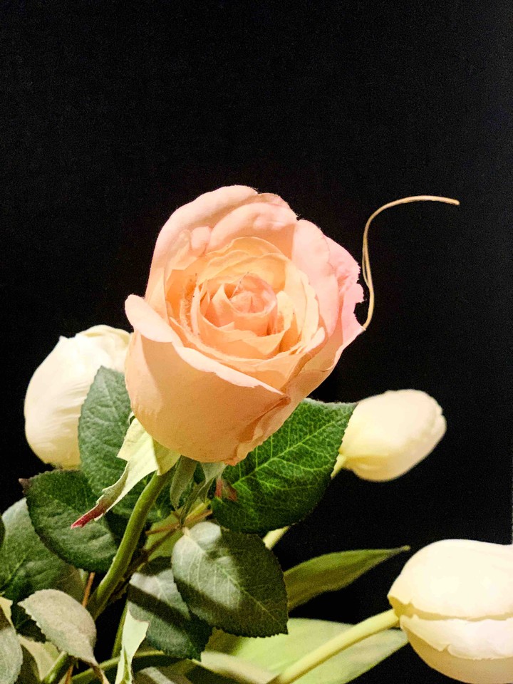 rose