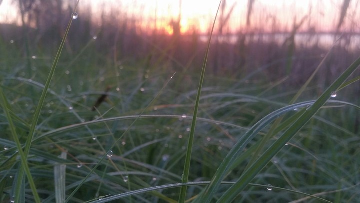 grass