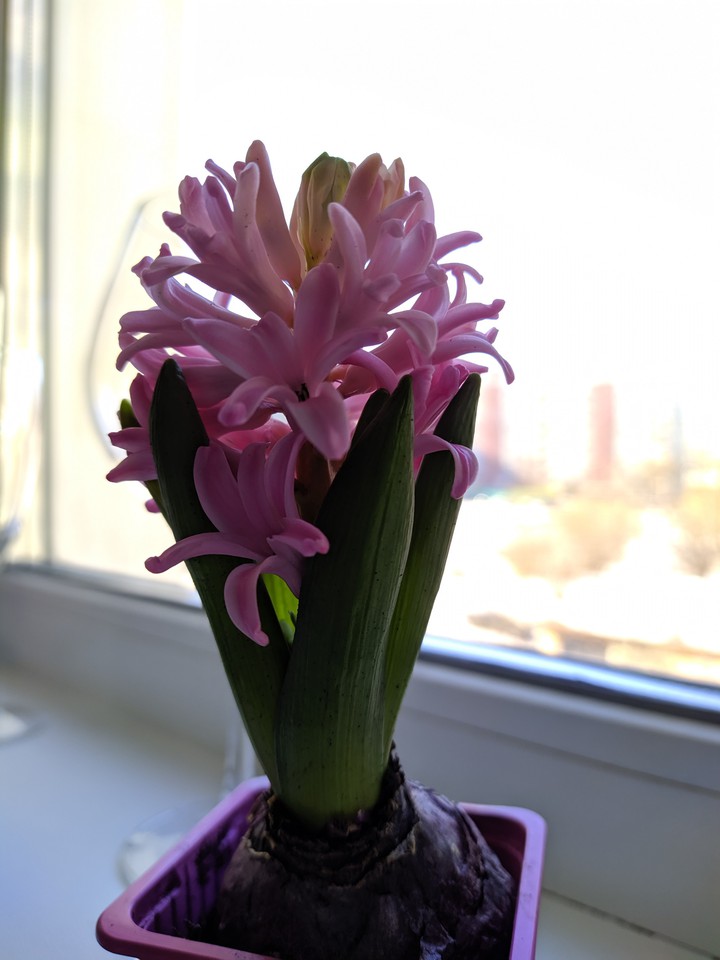 My little flower