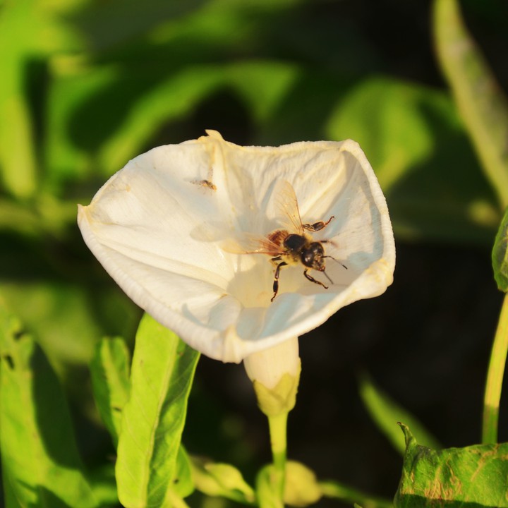 A Busy Bee