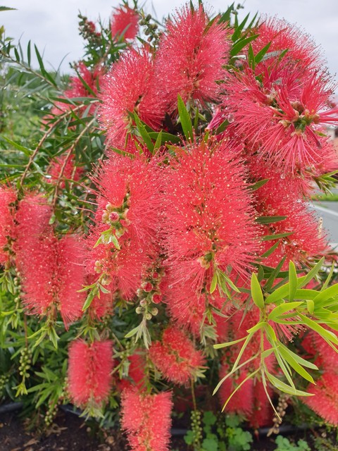Callistemon
