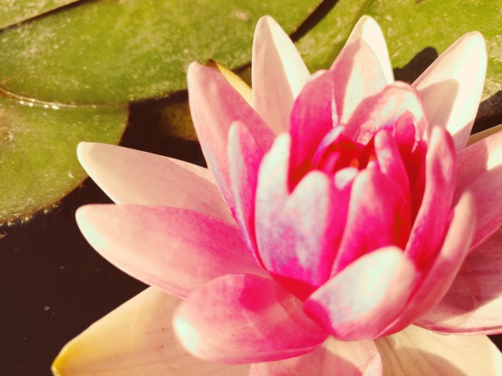Small flower on the water