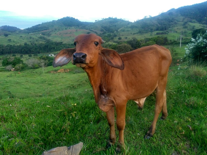 Boizinho