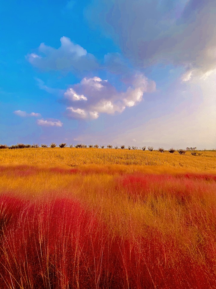 Pink Muhly