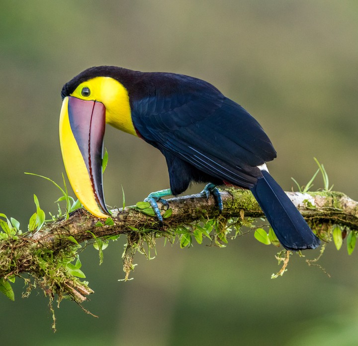 Black and Yellow Bird..