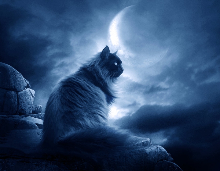 Moon and cat