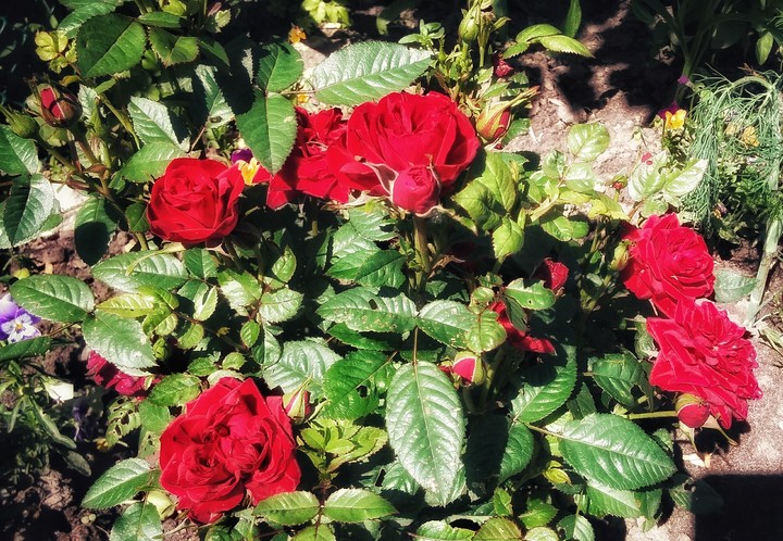 rose