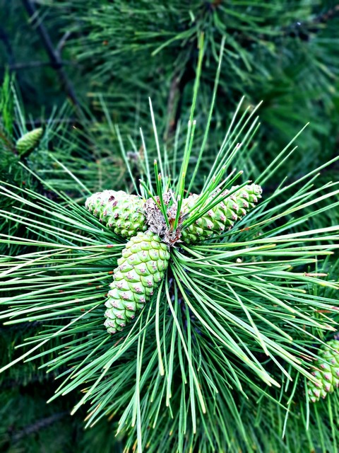 ταπετσαρίες plant, twig