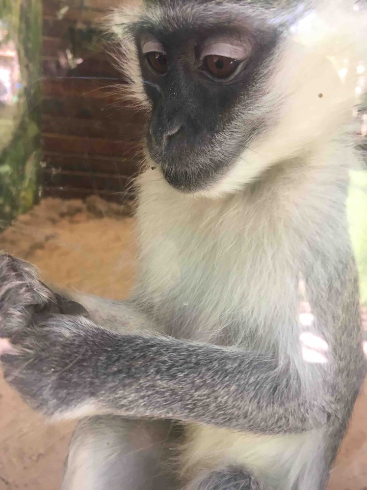 monkey