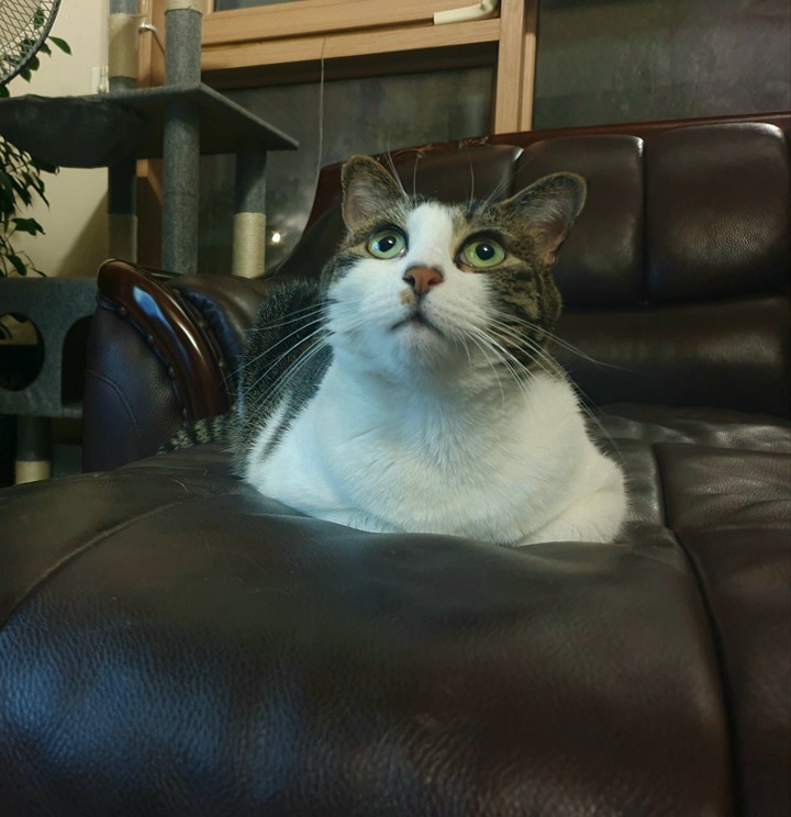 cat